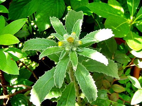 生毛將軍肺積水|阿草伯藥用植物園